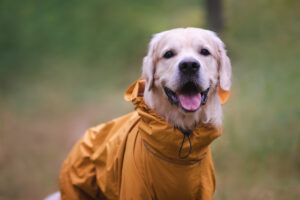 Read more about the article Emergency Kit and Plan for Your Pet
